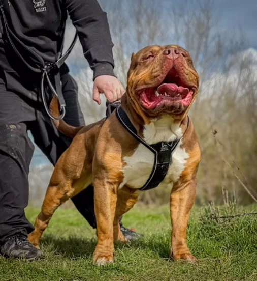 BESTIA DOG SPORT GripPro Heavy Duty Harness - Image 5