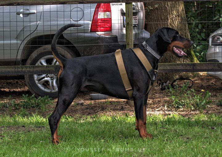 BESTIA DOG SPORT GripPro Heavy Duty Harness - Image 9