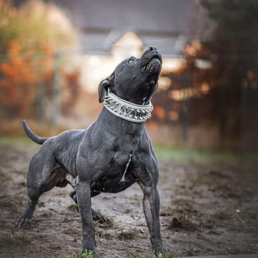 The "Metal" collar White & Gold- personalized! - Image 5